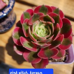 THIS WEEK . PLANT SALE IN SAN LORENZO