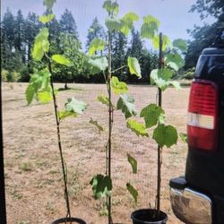 Sweet and Seedless Grape Vine