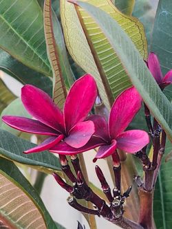 Plumeria Tree Dark Blood Red.
Flowers. 14 Tips 5 Feet Tall. You dig out..