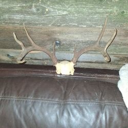 8 Point South Texas White Tail 