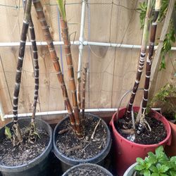 Sugarcane Plants in Pots 