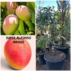 Super Alfonso mango tree 25gal