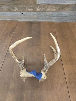 Whitetail Deer Antlers Skull Cap 5 Point Rack Taxidermy Rack Mount Cabin Decor