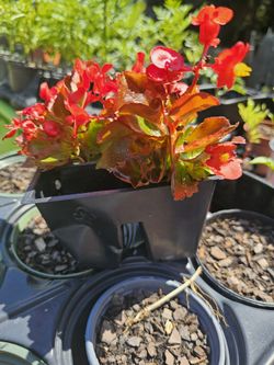 Red Begonia X3