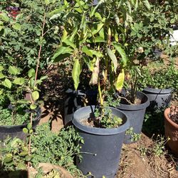 Avocado Tree