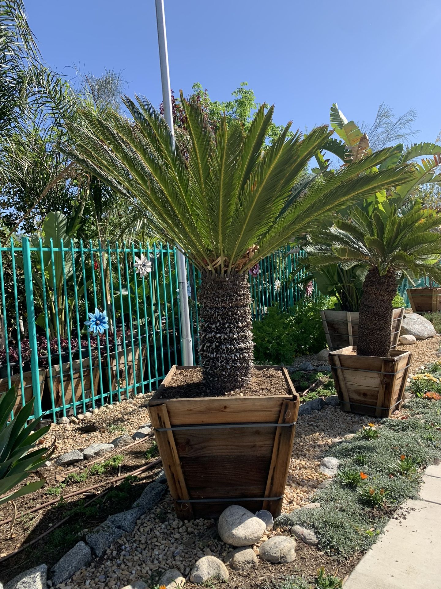 Sago Palm Tree