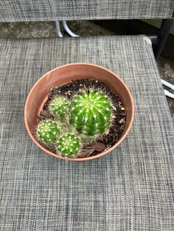 Small Cactus Cluster in Terra Cotta Pot