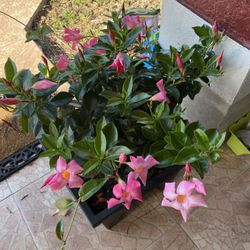 Plantas 🪴 Naturales 