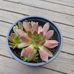 Succulents 