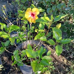Big Sale Hibiscus Bushes On Sale $25