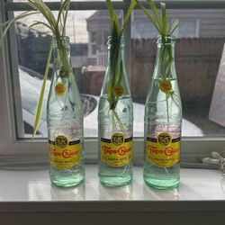 Spider Plant Babies In Topo Chico Bottles