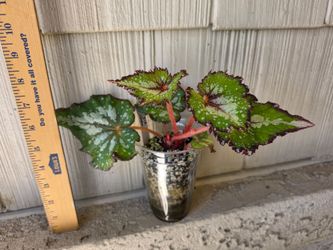 Begonia Rex Jurrasic Watermelon Plant