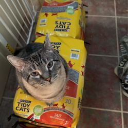 Cat litter