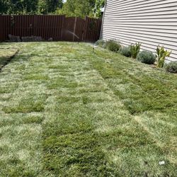 Fresh Sod 