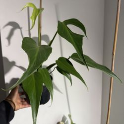 Monstera Burle Marx Flame 