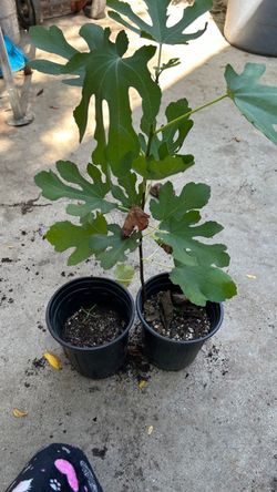 higo en 1 gallón $10