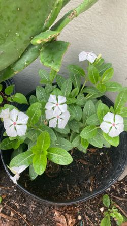 Plant 🪴