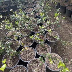 Star Jasmine 5 Gal