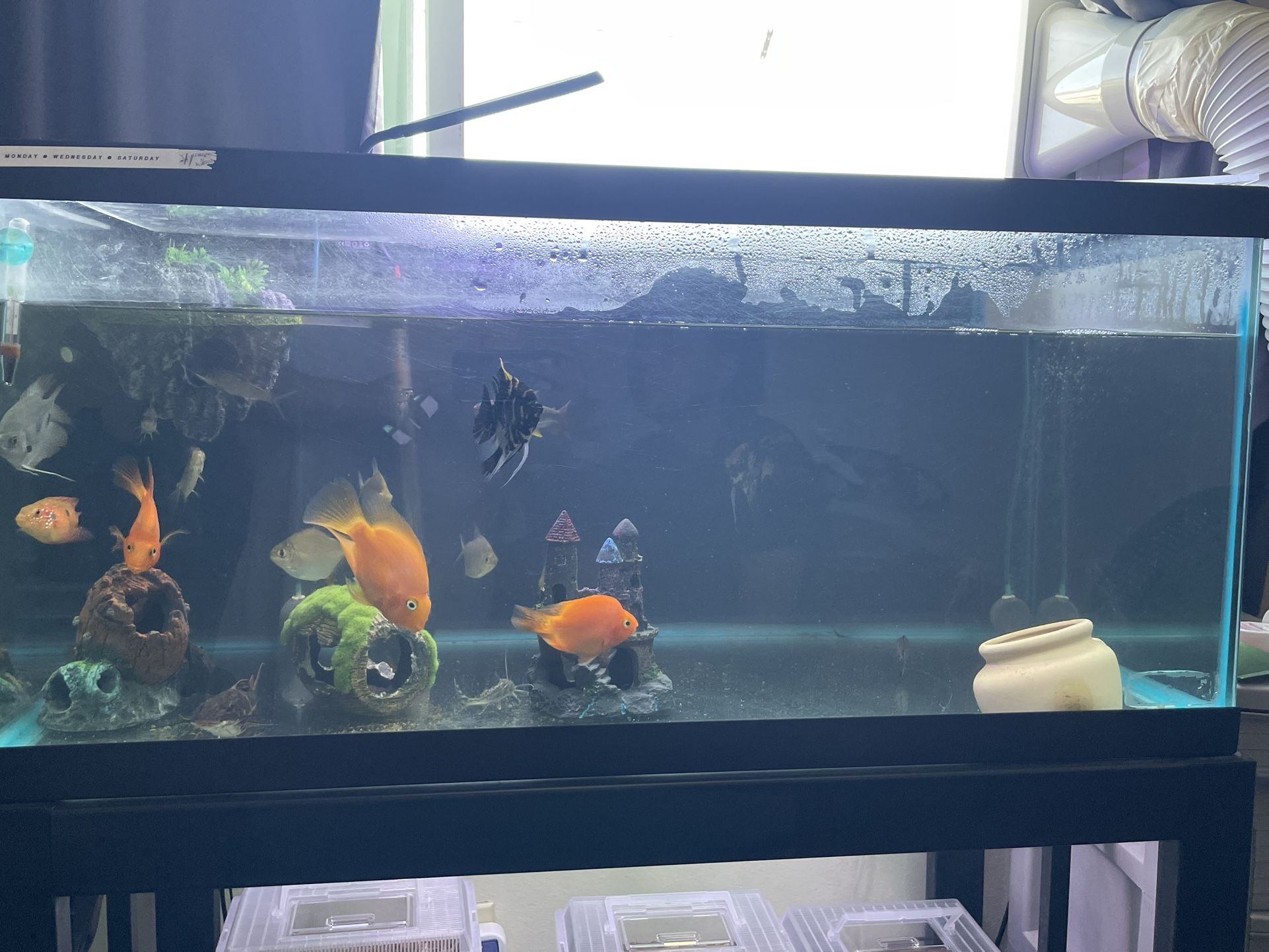 Aquarium tank must go