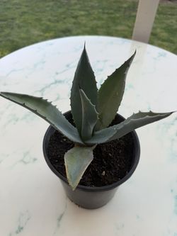 Blue American Agave Plant ‘Big Blue’ (Indoor / Outdoor Live Plant)