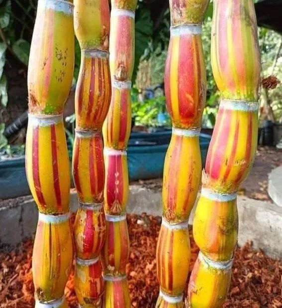 Buddha Belly Sugarcane Sugar Cane