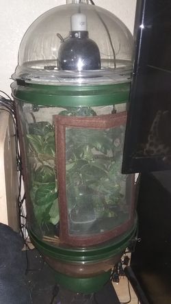 Cage chameleons cantina