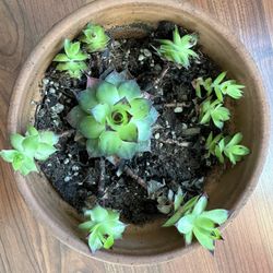 Succulent Plant For Sale