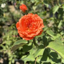 Orange Rose Plant / Rosal Anarangado 