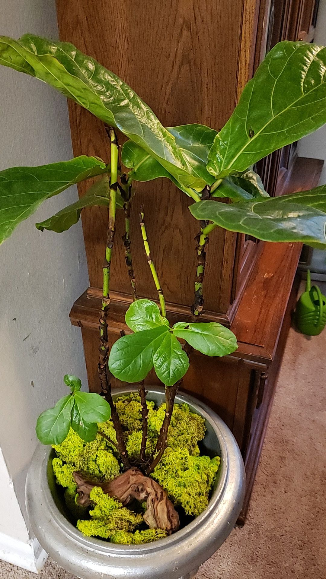 Lyrata tree and Silver plantea