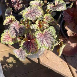 Heuchera