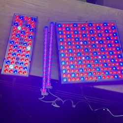 Bloom Grow Lights 