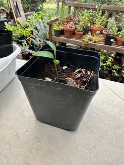 Mango seedling  - Only 15