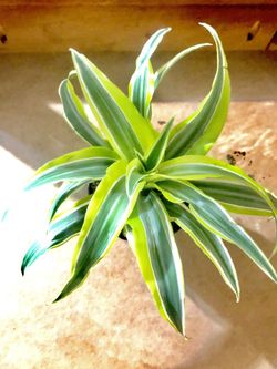 Angel Plant Warneckii