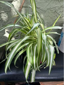 Plant