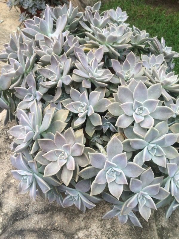 Ghost Plant Succulent Cuttings