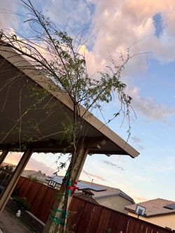 Whipping Willow Tree