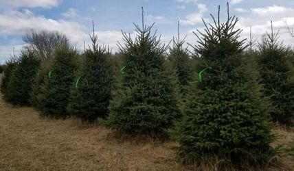 Large Spruce, Pine, Fir, Shade Trees, Arborvitae, Fruit Trees & More