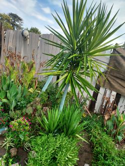 Plants