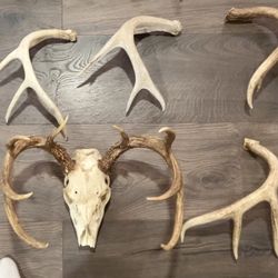 Real Deer Antlers & Skull – Dog Chews, Rustic Decor / Craft