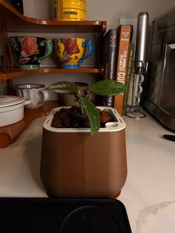 Title: Hoya w/ Self-Watering Pot (Semi-Hydro, Ready to Go) 1