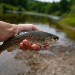 Trout Fishing Beads 