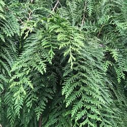 🌲Organic Well Established 🐿Red Cedar Tree  32" Tall.