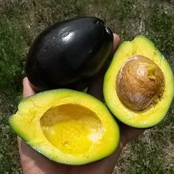 Grafted Brogden Avocado Tree 
