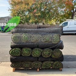 Best QUALITY Sod 