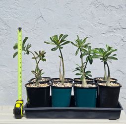 Desert Rose Plants Bradenton