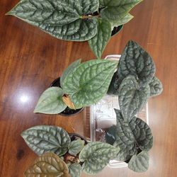 Anthurium  Luxurian Platinum (Rare)