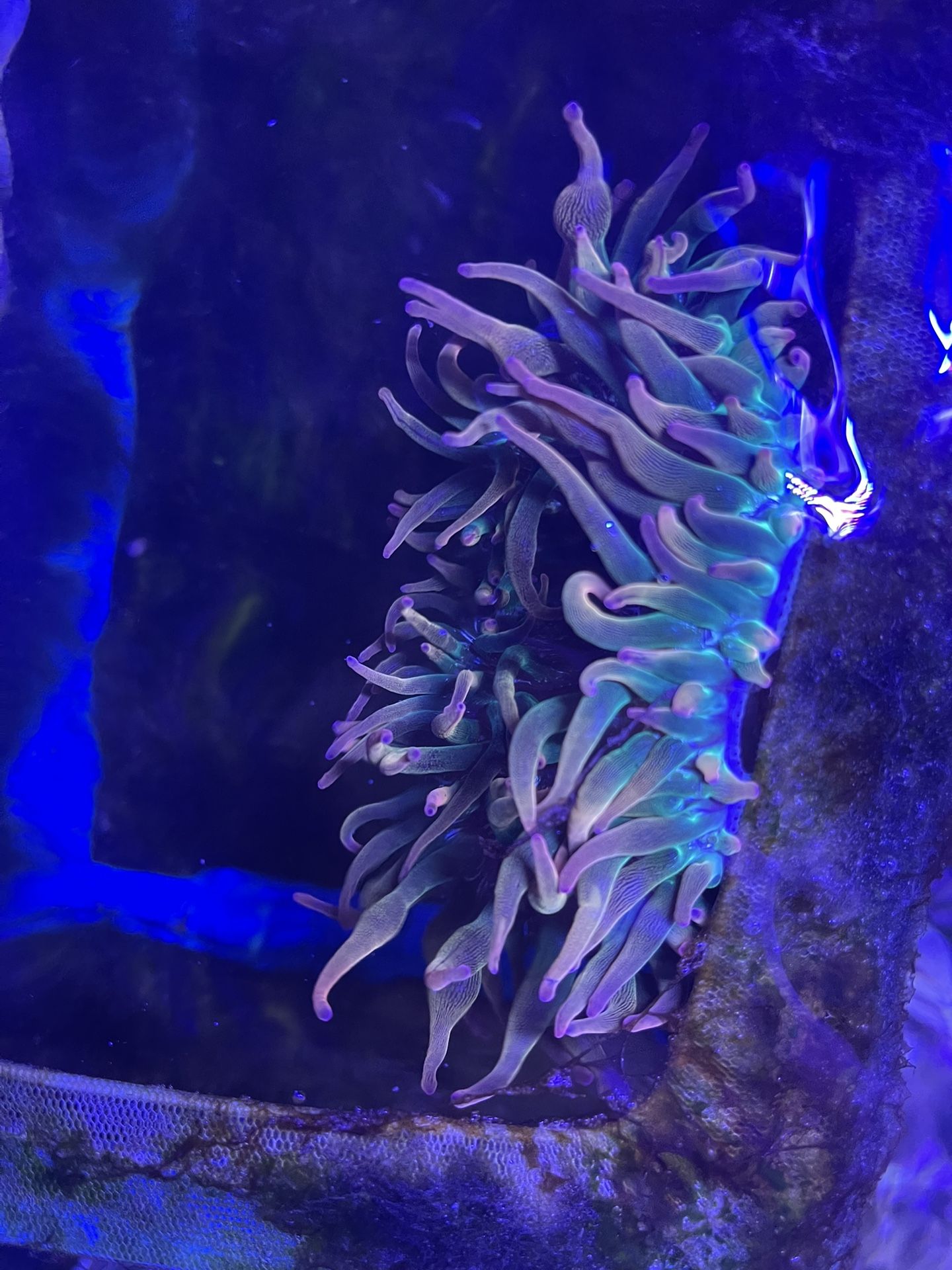 Fake dual colored bubbletip anemone