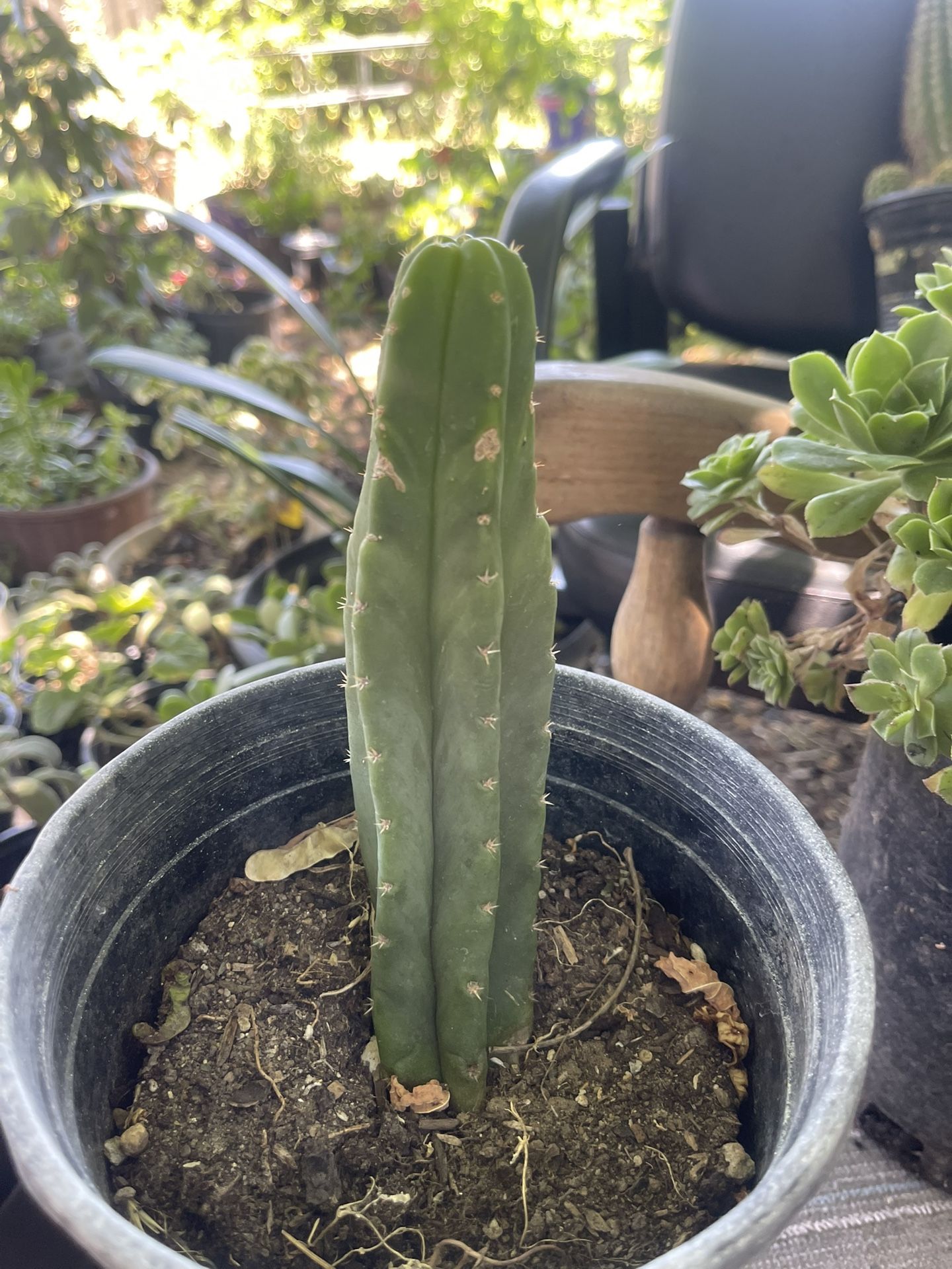 Cuctus Plant $5