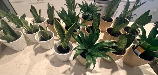 Small indoor plants ceramic pot included easy to care for…
