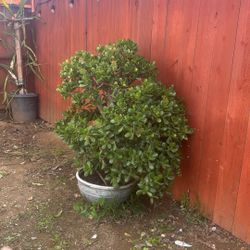 Hermosa Planta De Jade, Está Muy Grande Aprox, 31/2 De Alta En  Mazeta Redonda De Plástico 